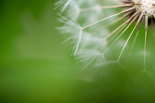 Fiore di tarassaco da vicino