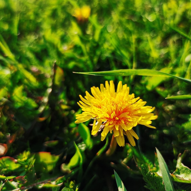 Fiore di tarassaco giallo nell'erba