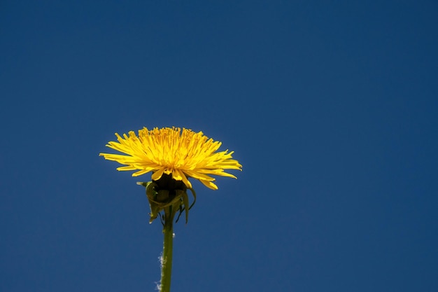 Fiore di tarassaco giallo su sfondo blu cielo primo piano della foto