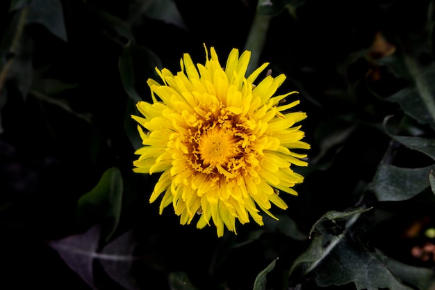 Fiore di tarassaco giallo su sfondo scuro