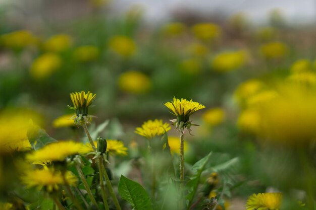 fiore di tarassaco piccoli dettagli ben fatto