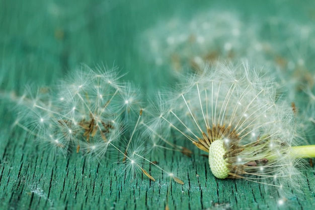 Fiore di tarassaco rovinato su una superficie di legno verde semi di tarassaco Simbolo di calvizie Problemi con i capelli