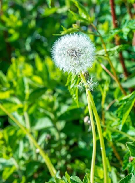 Fiore di tarassaco su sfondo verde