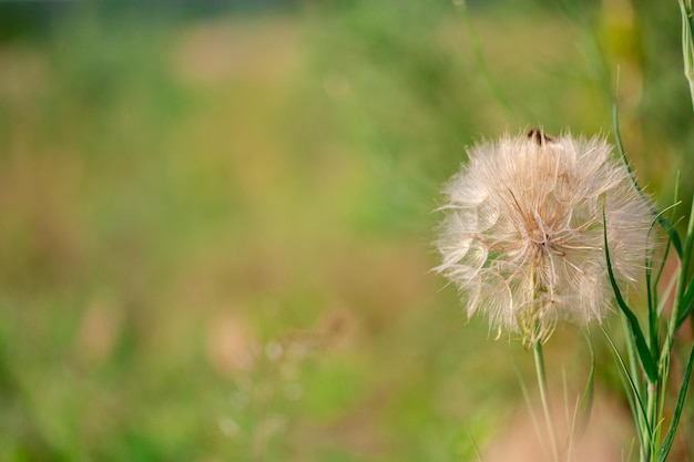 Fiore di tarassaco Tragopogon vistose barba di capre prato barba di capre Tragopogon pratensis