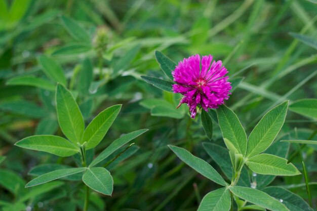 fiore di trifoglio rosa in erba verde con l'estate da vicino