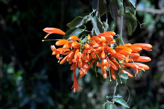 Fiore di tromba arancione