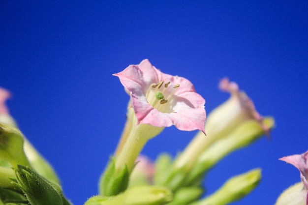 fiore di tromba contro uno sfondo di cielo blu