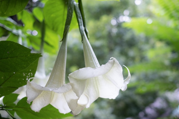 Fiore di tromba dell'angelo bianco ( Datura metel ) nel giardino