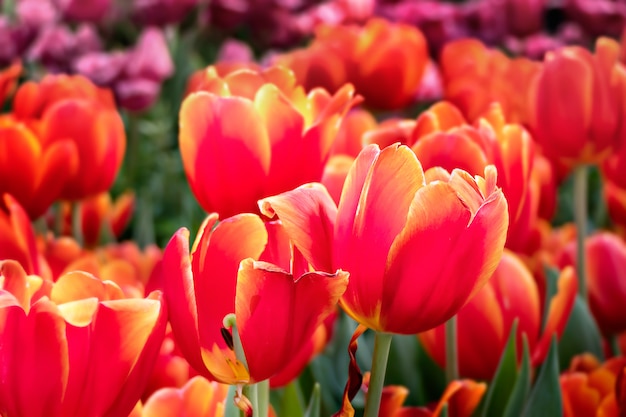 Fiore di tulipani arancioni