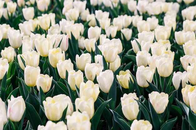 Fiore di tulipani bianchi