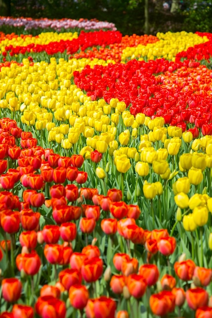 Fiore di tulipani Maso Keukenhof. Stagione primaverile ad Amsterdam Paesi Bassi.