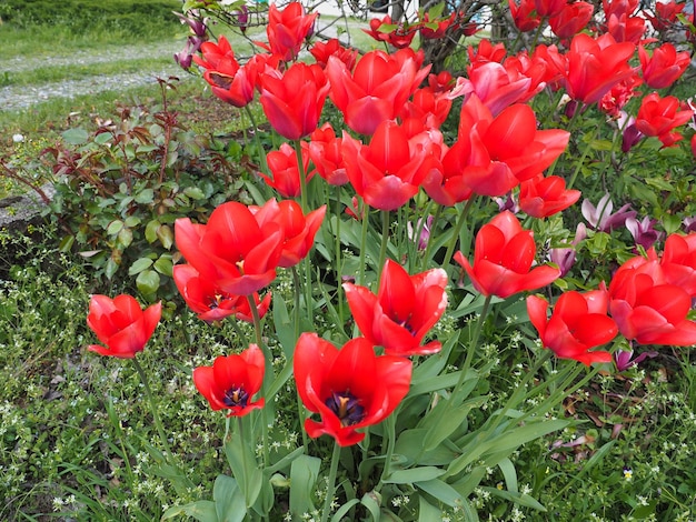 Fiore di tulipani rossi