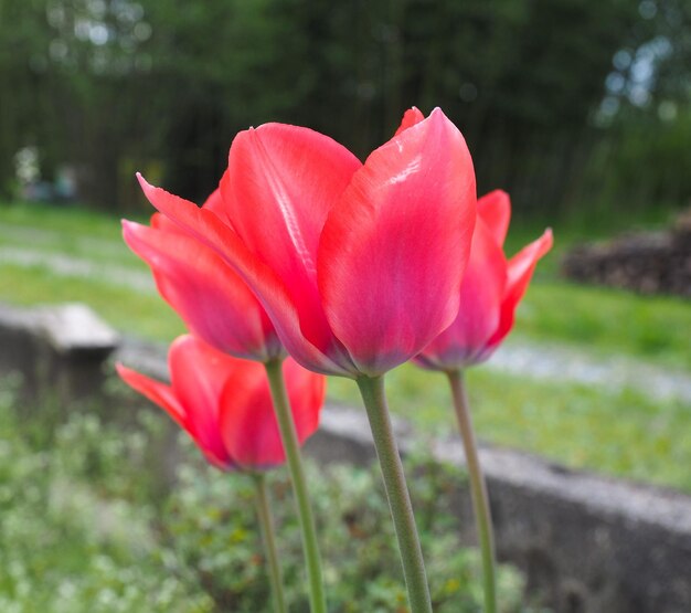 Fiore di tulipani rossi