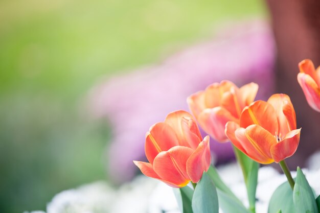 Fiore di tulipani