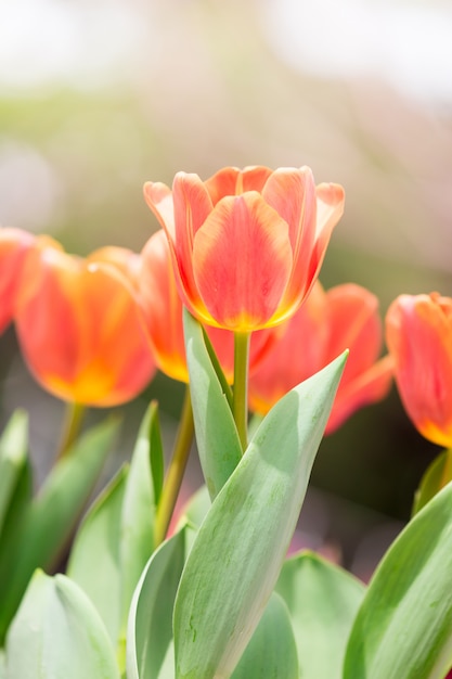 Fiore di tulipani