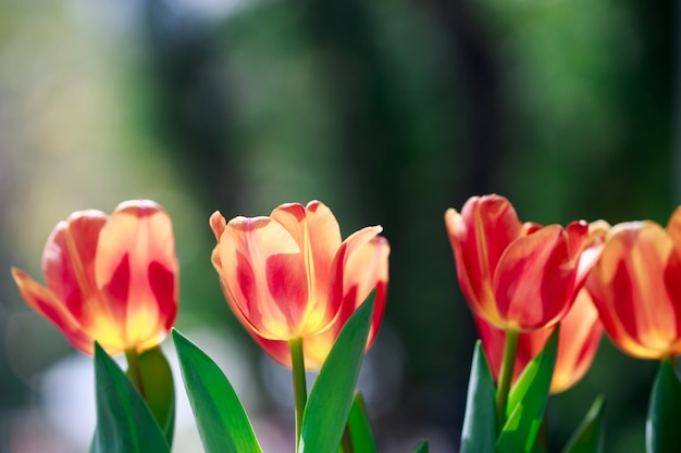 Fiore di tulipani