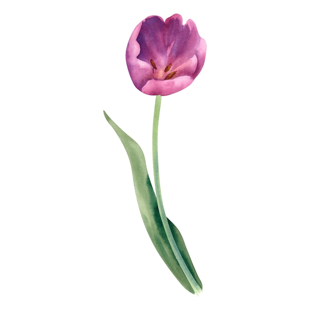 Fiore di tulipano acquerello su uno sfondo bianco di colore rosa dipinto a mano Un'illustrazione primaverile di un bud delicato Modello per i progettisti che stampano cartoline e inviti