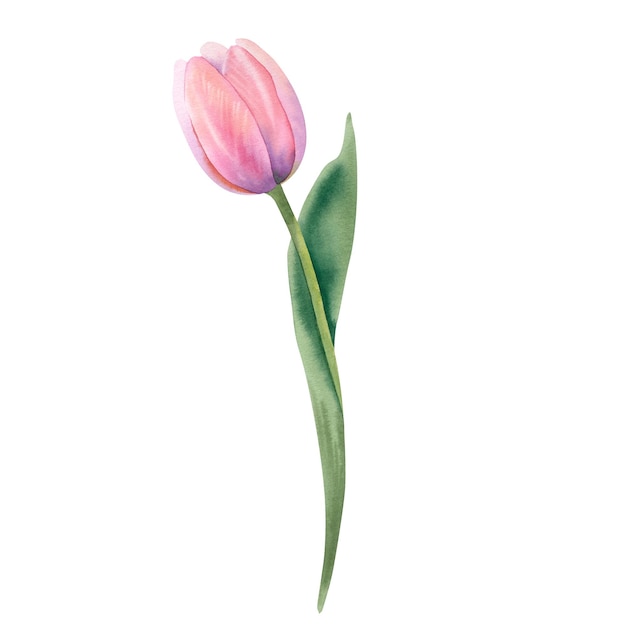 Fiore di tulipano acquerello su uno sfondo bianco di colore rosa dipinto a mano Un'illustrazione primaverile di un bud delicato Modello per i progettisti che stampano cartoline e inviti