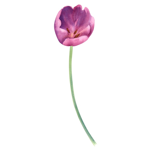 Fiore di tulipano acquerello su uno sfondo bianco di colore rosa dipinto a mano Un'illustrazione primaverile di un bud delicato Modello per i progettisti che stampano cartoline e inviti