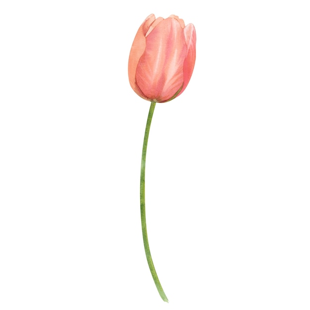 Fiore di tulipano acquerello su uno sfondo bianco di colore rosa pesca dipinto a mano Un'illustrazione primaverile di un bud delicato Modello per i progettisti che stampano cartoline e inviti