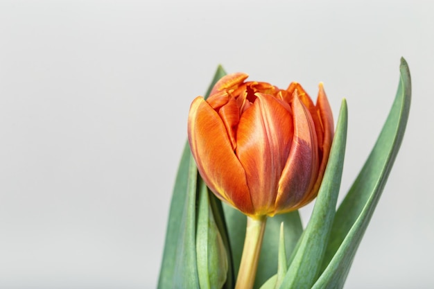 Fiore di tulipano arancione e giallo Primo fiore di primavera Vacanze sfondo fiorito Uno
