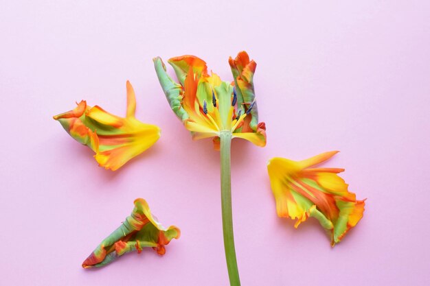 Fiore di tulipano arancione rococò con petali ondulati strappati