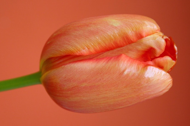 Fiore di tulipano arancione su sfondo arancione