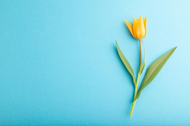 Fiore di tulipano arancione su sfondo blu pastello vista dall'alto copia spazio