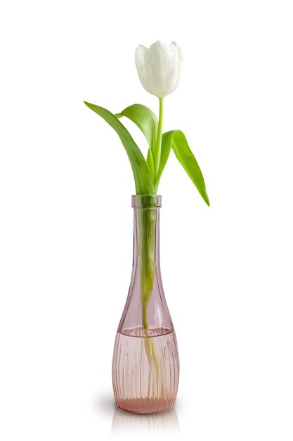 Fiore di tulipano bianco con foglie verdi in vaso di vetro isolato su sfondo bianco con la riflessione