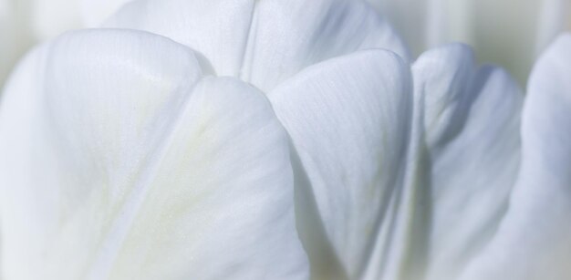 Fiore di tulipano bianco sfondo floreale astratto Sfondo di fiori macro per il design del marchio vacanza