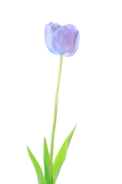 Fiore di tulipano blu primavera isolato su sfondo bianco Tulipano blu su uno stelo con foglie