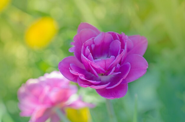 Fiore di tulipano colorato viola Campo con tulipani viola colorati