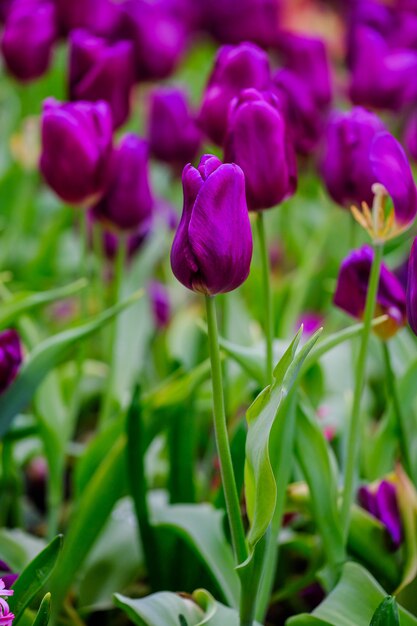 Fiore di tulipano con foglia verde