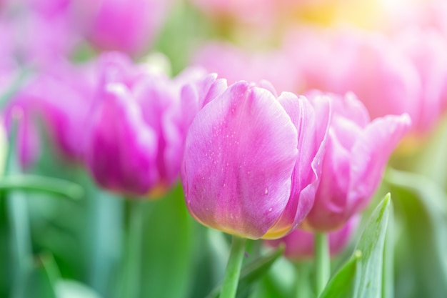 Fiore di tulipano con sfondo verde foglia in inverno o in primavera.