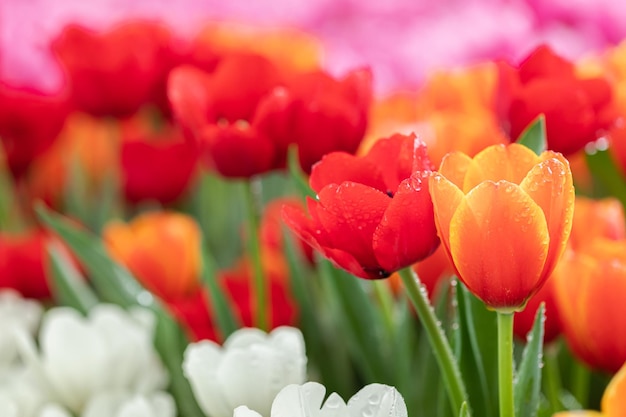 Fiore di tulipano con sfondo verde foglia nel campo di tulipani in inverno o in primavera per la decorazione di bellezza da cartolina e il concept design dell'agricoltura