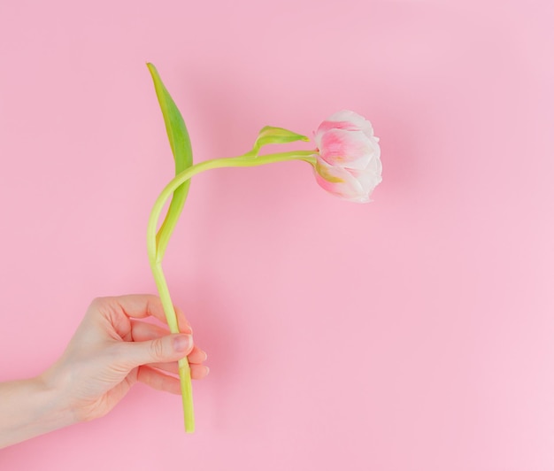 Fiore di tulipano fresco in mano sul rosa Scoraggiamento ripartizione depressione burnout speranza rinnovamento concetto