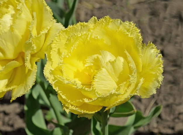 Fiore di tulipano giallo con petali di spugna ad ago in natura Meraviglioso doppio tulipano giallo primo piano