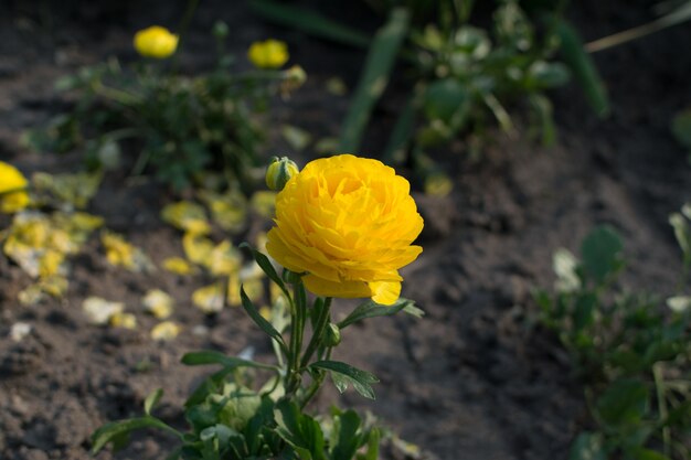 Fiore di tulipano giallo con sfondo sfocato da vicino