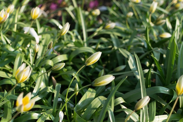 Fiore di tulipano giallo selvaggio con sfondo sfocato si chiuda. Fioritura tulipa sylvestris con bokeh