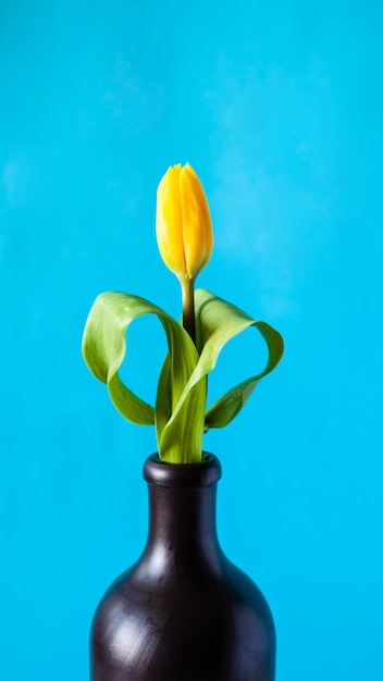 Fiore di tulipano giallo su sfondo ciano verticale