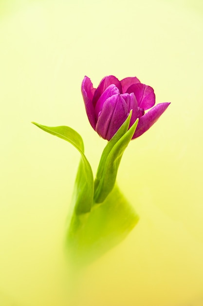 Fiore di tulipano in bagno con acqua gialla