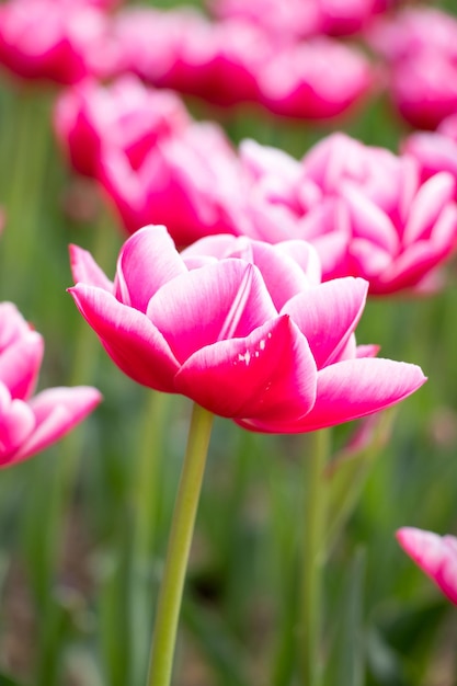 Fiore di tulipano in fiore di colore rosa su sfondo giardino