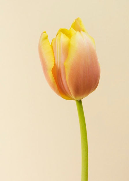 Fiore di tulipano in fiore su uno sfondo color crema