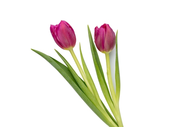 Fiore di tulipano lilla su sfondo bianco