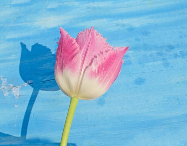 Fiore di tulipano primaverile rosa Tulipano di spugna con frange su sfondo blu di legno