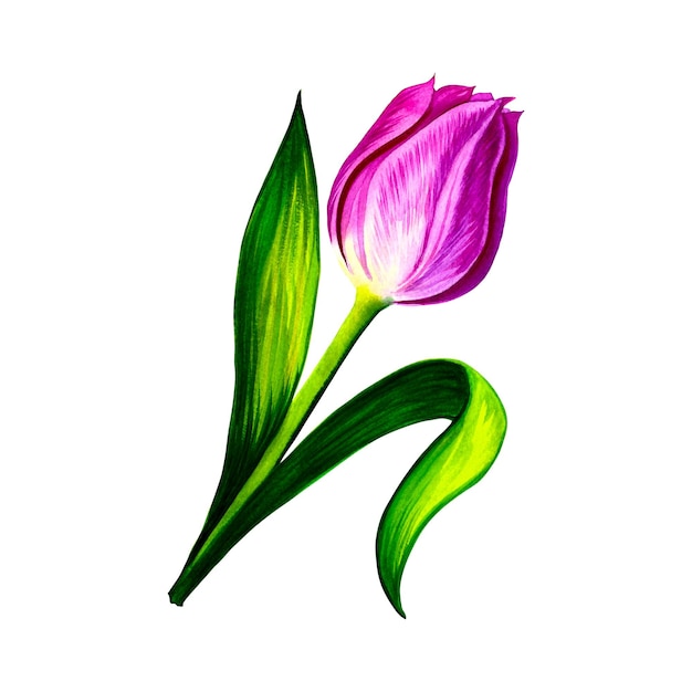 Fiore di tulipano rosa. Illustrazione ad acquerello.