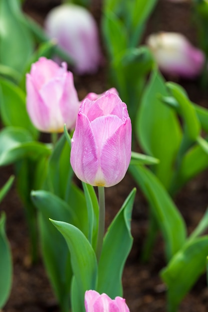 fiore di tulipano rosa in giardino, vicino