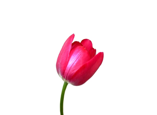 Fiore di tulipano rosa isolato su uno sfondo bianco Primo piano foto