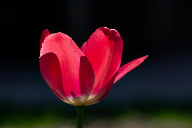 Fiore di tulipano rosso fiore su uno sfondo scuro in una fotografia macro di una giornata di sole Sfondo floreale