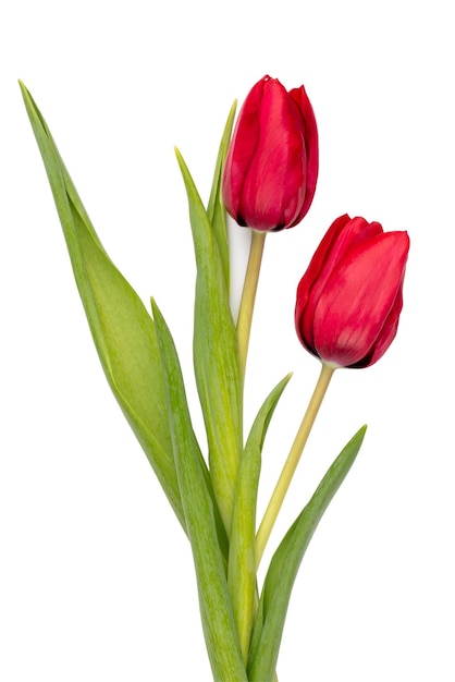 Fiore di tulipano rosso isolato su sfondo bianco